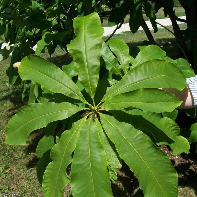 <p>•</p><p>Mesic forests, ravines</p><p>•</p><p>Key Characters:</p><p>•</p><p>Deciduous</p><p>•</p><p>Smooth bark</p><p>•</p><p>Large leaves</p><p>•</p><p>Acute leaf bases</p><p>•</p><p>Glauous terminal buds</p><p>•</p><p>Leaves appear whorled (pseudo-whorled)</p>