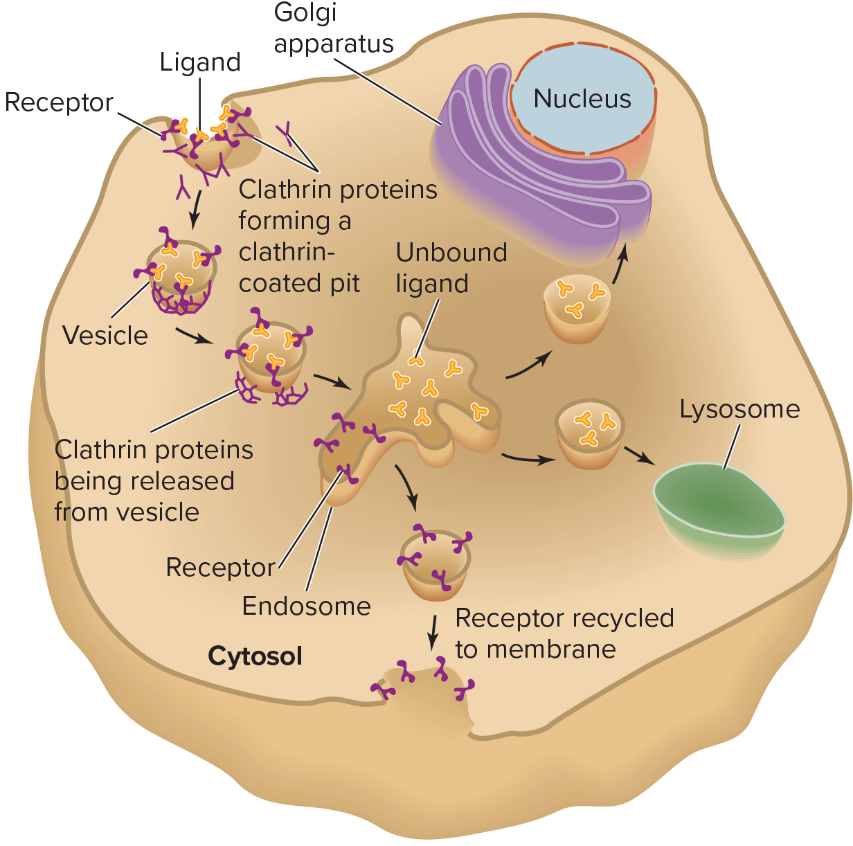 <p><span>The specific uptake of ligands in the extracellular fluid by regions of the plasma membrane that invaginate and form intracellular vesicles</span></p>