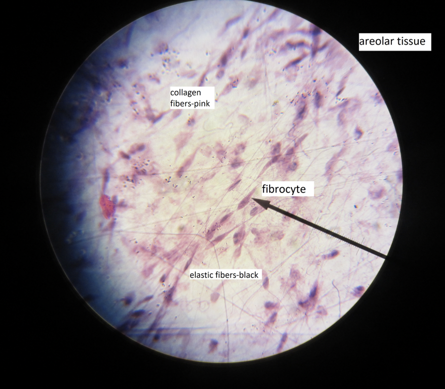 <p>areolar tissue, wraps and cushions organs, under the skin</p>