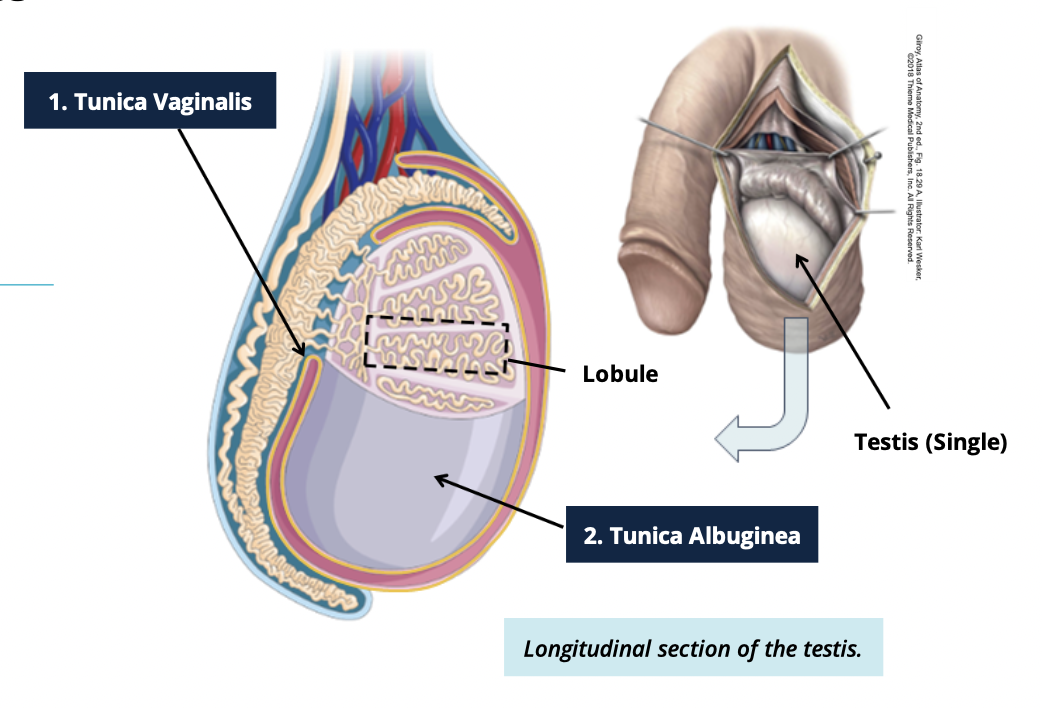 <p>2 tissues</p><ul><li><p>Tunica Vaginalis</p><ul><li><p>outer covering </p></li></ul></li><li><p>Tunica Albuginea </p><ul><li><p>inner fibrous coat/capsule </p></li></ul></li></ul><p></p>