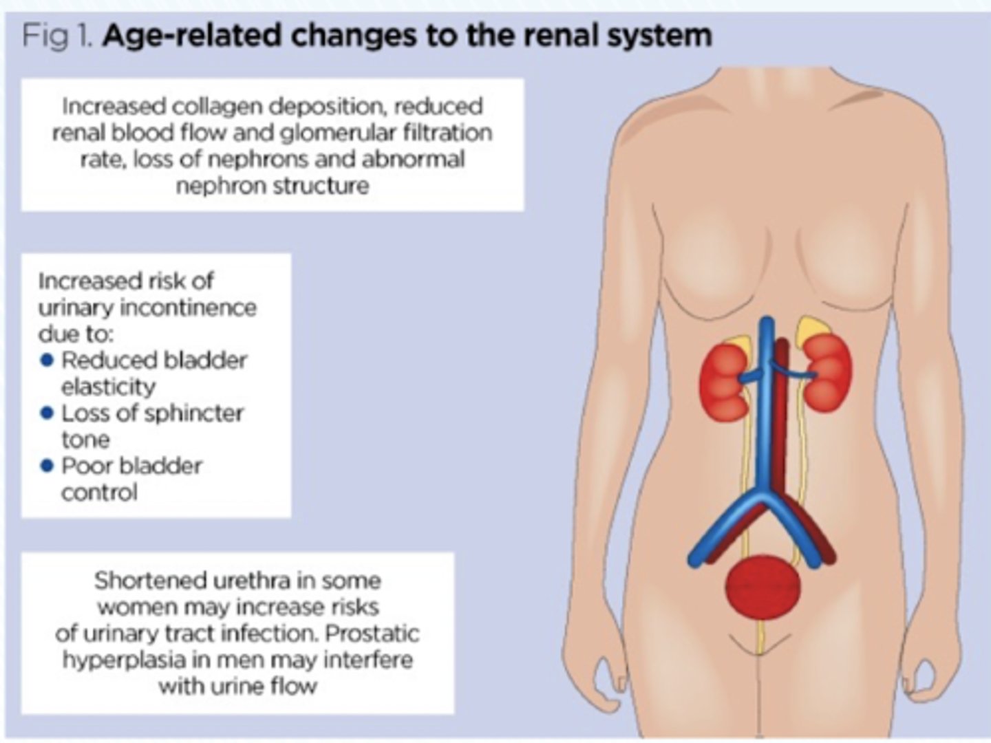 <p>Gradual reduction of blood flow to the kidneys, coupled with a reduction in nephrons</p>