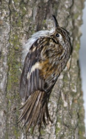 <p>Order: Passeriformes<br>Family: Certhiidae</p>