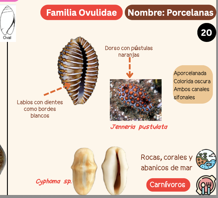 <p><strong>FILO </strong>Mollusca<strong><br>CLASE </strong>Gastropoda<br><strong>SUBCLASE </strong>Caenogastropoda<br><strong>ORDEN </strong>Littorinimorphia<br><strong>FAMILIA </strong>Ovulidae<br><strong>GÉNERO </strong><em><u>Cyphoma sp</u></em><br><strong>NOMBRE COMÚN </strong>Porcelanas<strong><br>CARACTERÍSTICAS </strong>Aporcelanadas y colorida oscura, ambos canales sifonales.Labios con dientes como bordes blancos. Dorso con pústulas naranjas.<br><strong>RÁDULA </strong>Tenioglossa<strong><br>ALIMENTACIÓN  </strong>Carnívoros<strong><br>HÁBITAT </strong>Rocas, corales y abanicos de mar.</p>