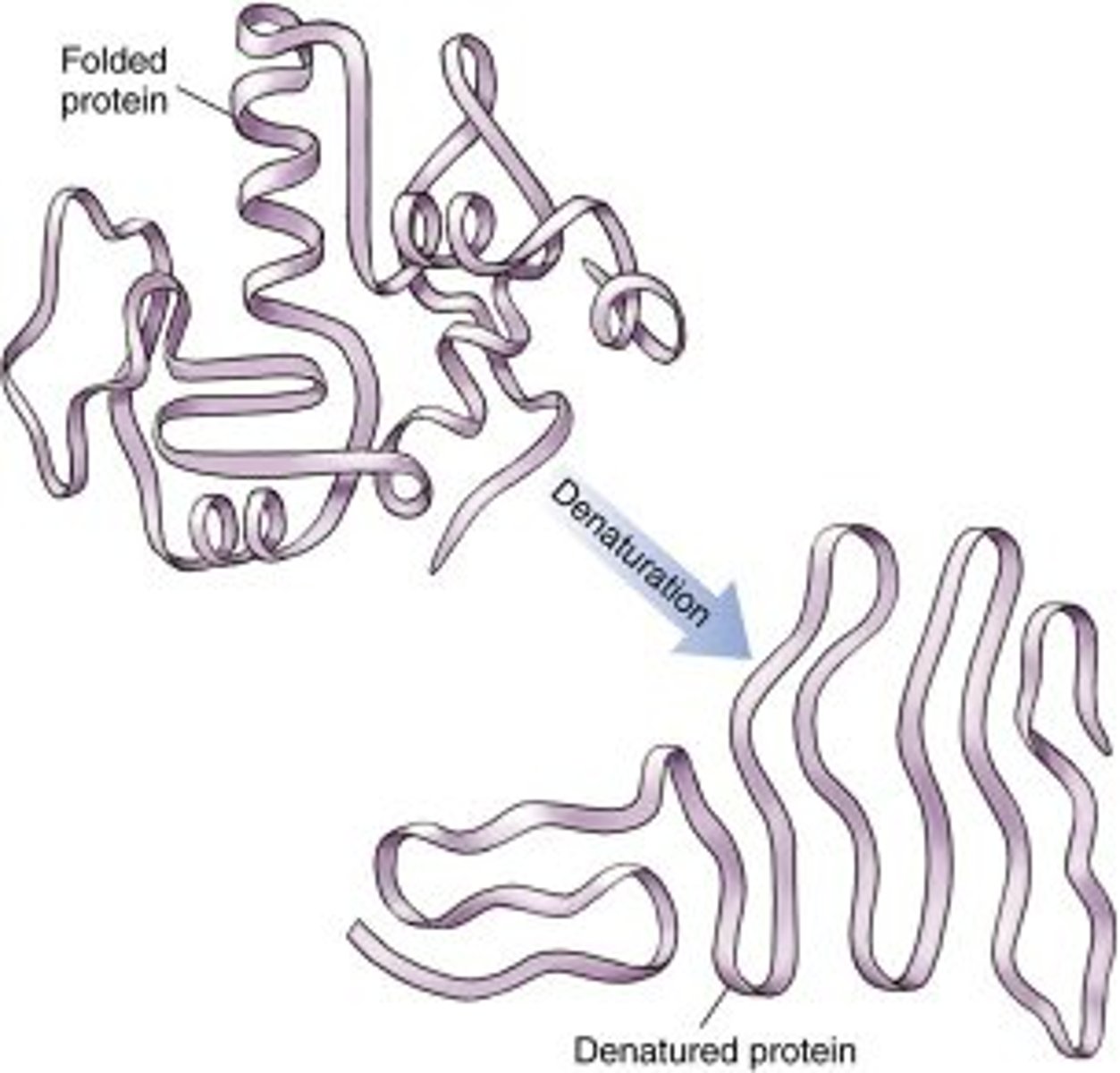 <p>Structural change in a protein that results in the loss (usually permanent) of its biological properties</p>