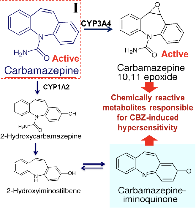 <ul><li><p>CI in patients with hx of hypersensitivity to TCAs</p></li><li><p>chemically reactive metabolites cause CBZ induced hypersensitivity</p></li></ul><p></p>