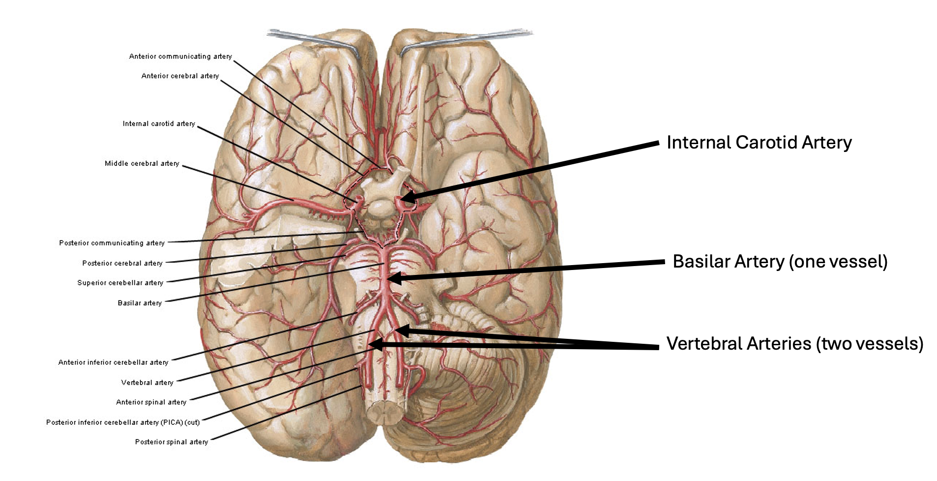 <p>Internal carotid artery<br>Basilar artery</p><p>Vertebral arteries</p>