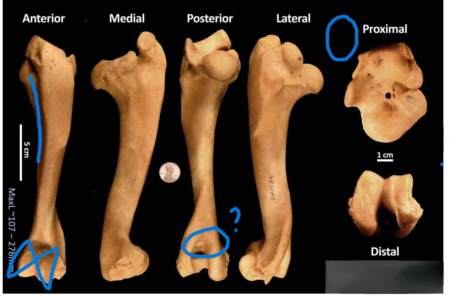 <ul><li><p>straight deltoid edge </p></li><li><p>oval-shaped cross-section</p></li><li><p>hourglass spool</p></li><li><p>hole?</p></li></ul><p></p><p>pig humerus</p><p></p>