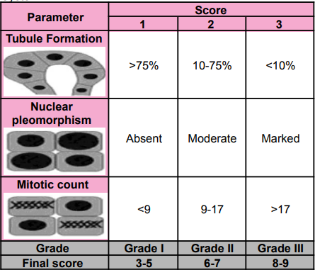<p>Grade 1: well-differentiated</p>