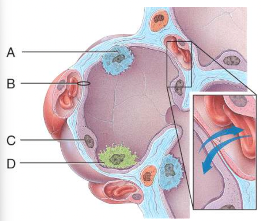 <p>Which cells secrete surfactant?</p>