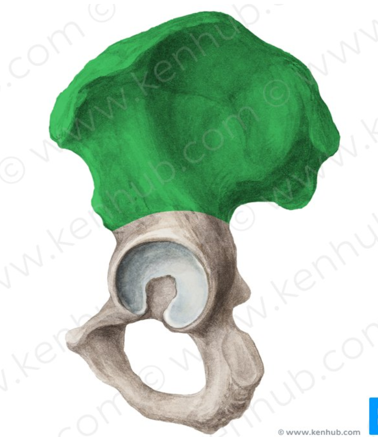 <p>Hip Bone</p>
