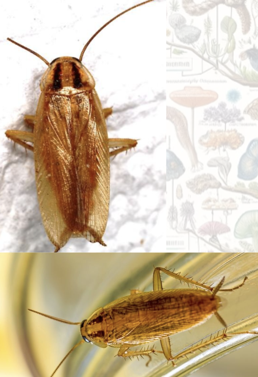 <p>Latin, magyar, védett?</p>