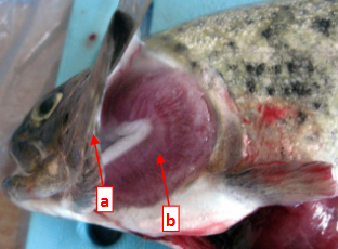 <p>This shows the respiratory system of class Actinopterygii (ray-finned fishes). Structure A is the ______ responsible for the pumping movement that pulls water across the gills and structure B are the ____.</p>