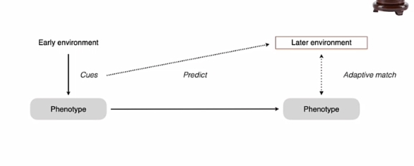 <p><strong>Definitie:</strong></p><p>Organisme gebruikt vroege signalen (informatie in het heden) om <strong>toekomst te voorspellen</strong> en past zich daarop aan</p><ul><li><p>eis is dat er een correlatie is tussen de wereld nu en de wereld later</p></li><li><p>vb nu cues wereld gevaarlijik, reproductieve ontwikkeling versnellen, auto correlatie hoog is (in de toekomst) </p></li></ul><p></p><p>wheather forecast </p><p><span data-name="compass" data-type="emoji">🧭</span><strong> Hoe werkt het?</strong></p><ol type="1"><li><p>Je krijgt <strong>cues</strong> (bv stress, armoede)</p></li><li><p>Je voorspelt toekomstige omgeving</p></li><li><p>Je past je ontwikkeling aan</p></li></ol><p>&nbsp;</p><p><strong>2 types:</strong></p><p><strong>1. External PAR</strong></p><ul><li><p>Vroege omgeving voorspelt latere omgeving</p></li><li><p>bv: stressvolle jeugd → fast strategie</p></li></ul><p></p><p><span data-name="warning" data-type="emoji">⚠</span><strong> Cruciaal:</strong></p><p>PAR werkt alleen als:</p><p><span data-name="point_right" data-type="emoji">👉</span> vroege omgeving ≈ latere omgeving</p><p>&nbsp;</p>