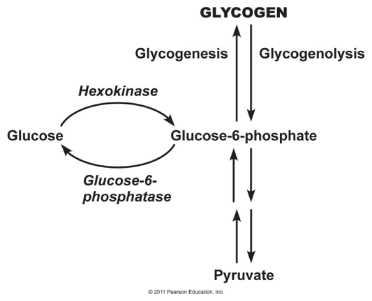 <p>what is glycogenolysis?</p>