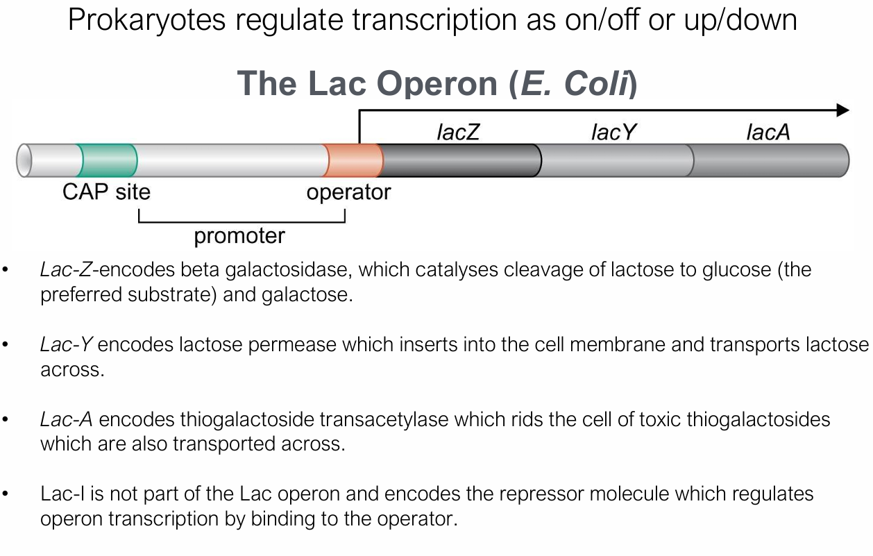 <p><span>Model of prokaryotic gene/transcription regulation, controlled by both a </span><strong>repressor</strong><span> (negative control) and </span><strong>CAP/cAMP</strong><span> (positive control).</span></p><p></p><p><span><strong>Lac-Z</strong> = Encodes β-galactosidase</span></p><ul><li><p>Catalyses cleavage of lactose to glucose (the preferred substrate) and galactose</p></li></ul><p></p><p><strong>Lac-Y </strong>= Encodes lactose permease</p><ul><li><p>Inserts into the cell membrane and transports lactose across</p></li></ul><p></p><p><strong>Lac-A </strong>= Encodes thiogalactoside transacetylase</p><ul><li><p>Rids the cell of toxic thogalactosides, also transported across</p></li></ul><p></p><p><strong>Lac-I </strong>= Encodes the repressor molecule</p><ul><li><p>Regulates operon transcription by binding to the operator</p></li></ul><p></p>