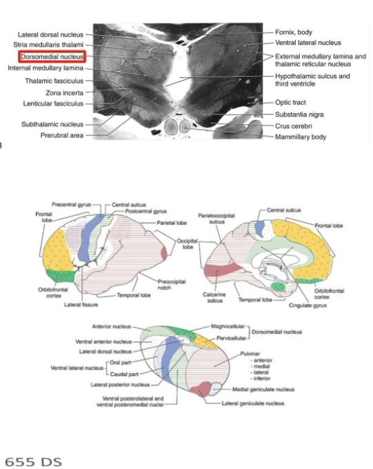 <ul><li><p>Important linking the frontal lobe circuits involved in attention, decision making, and behavioral planning via connections with the amygdala interfaces w/ emotional network of limbic system </p></li><li><p>Receives input from the amygdala, olfactory cortex (+entrorhinal cortex), substantia nigra, and anterior lateral system </p></li><li><p>Projects reciprocally to the entire prefrontal cortex (+FEF) and anterior cingulate cortex. </p></li><li><p>Damage = affected executive functions (judgements, decision making) and affective behaviors. </p></li></ul><p></p>