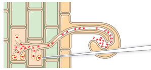<p>the infection thread releases bacterial cells, which become bacteroids in the root cells</p>