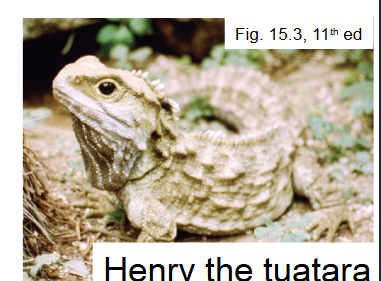 <p>aka tuatara, the only extant species <em>(</em><span><em>Sphenodon punctatus)</em></span></p><ul><li><p>only in NZ</p></li><li><p>nocturnal animals that feed on invertebrates and small vertebrates (frogs, lizards, birfs)</p></li><li><p>low active body temperatures because they live in damp, cool environments and are ectothermic for behavioural regulation</p></li><li><p>live in burrows</p></li></ul><p></p>