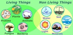 <p>Living parts of an ecosystem, such as plants, animals, and microorganisms.</p>