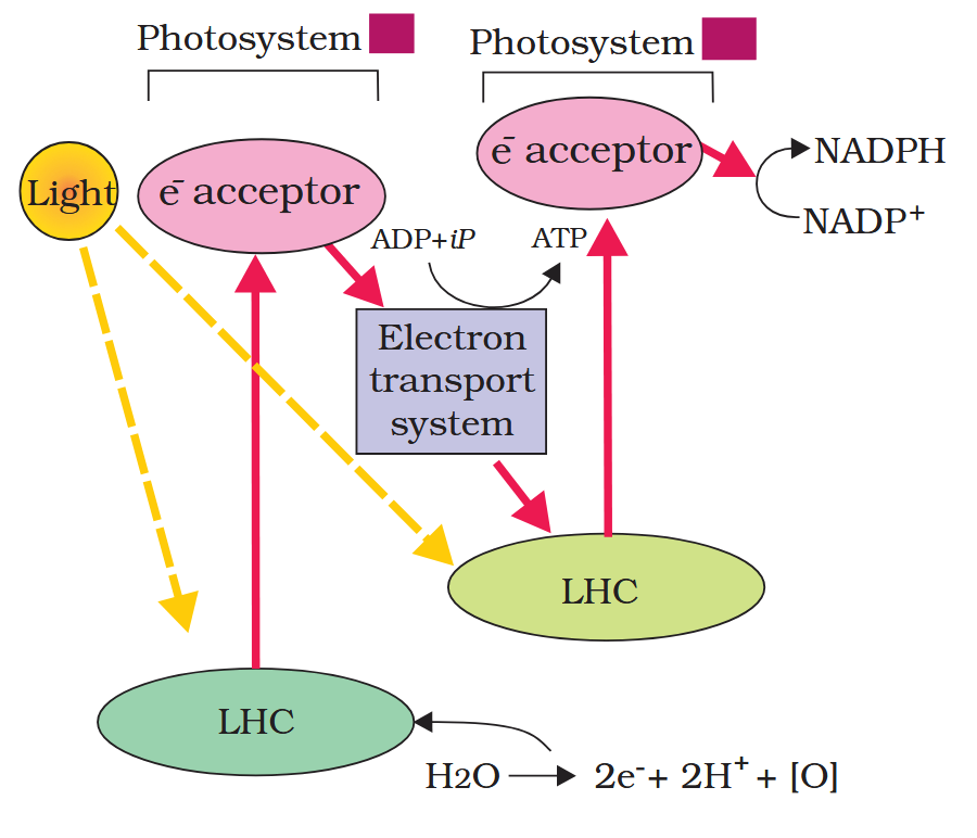 <p>Which is photosystem I and photosystem II?</p>