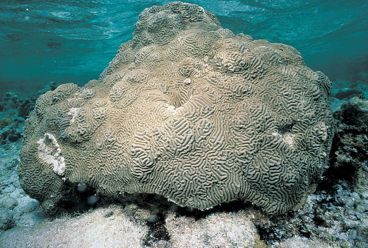 <p>Knobby brain coral</p>