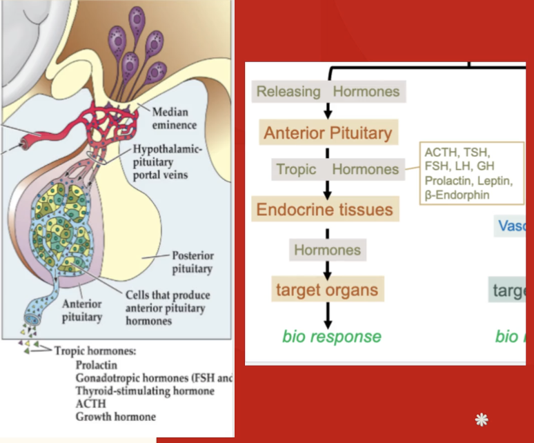 <p><strong><em><u>ANTERIOR</u></em></strong> Pituitary System:</p><ul><li><p>hypothalamic neuroendocrine cells produce ____ hormones</p></li><li><p>releasing hormoens secreted into “hypothalamus-pituitary portal system” or capillaries</p></li><li><p>hormones travel to anterior pituitary and locally affect hormone-producing cells in the anterior pituitary</p></li><li><p>anterior pituitary cells then release many ___ hormones into the bloodstream (these stimulate endocrine glands; eg ovaries and thyroids)</p><ul><li><p>example of tropic hormone: ___</p></li></ul></li></ul><p></p>