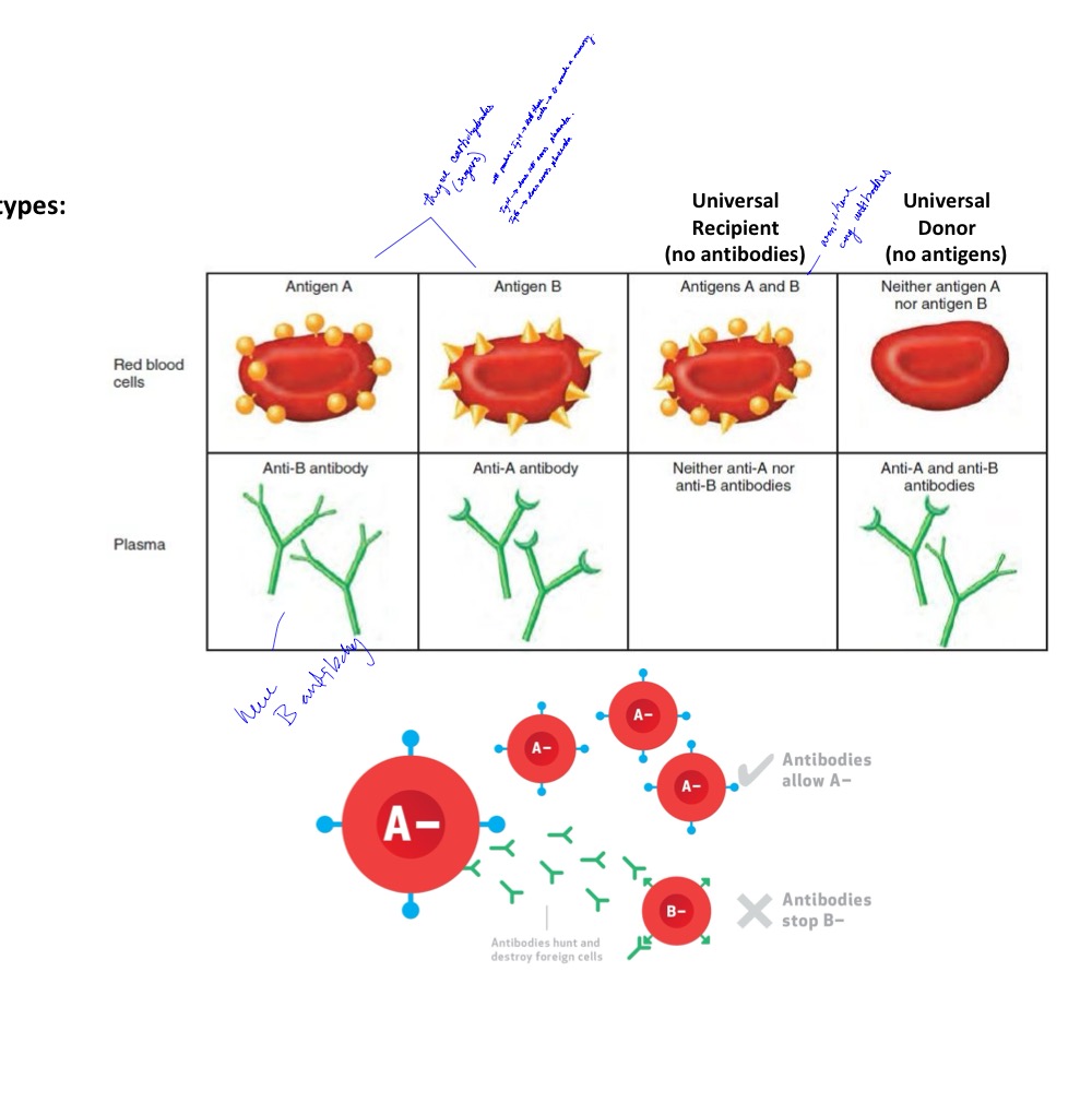<ul><li><p><strong>Red Blood Cells: </strong></p><ul><li><p>Antigen A </p></li><li><p>Antigen B </p></li><li><p><u>Antigen A & B</u> → (universal Recipient = NO <u>antibodies</u> </p></li><li><p><u>Neither Antigen A nor Antigen B</u> → (Universal Donor = NO<u> antigens</u>) </p></li></ul></li></ul><p></p><ul><li><p><strong>Plasma:</strong></p><ul><li><p>Anti-B antibody </p></li><li><p>Anti-A antibody </p></li><li><p>Neither anti-A nor anti-B antibodies </p></li><li><p>Anti-A & anti-B antibodies </p></li></ul></li></ul><p></p>