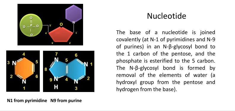 <ul><li><p>The <strong>nitrogenous base</strong> is attached to the sugar by an <strong>N-β-glycosidic bond</strong>:</p><ul><li><p>At <strong>N-1</strong> in pyrimidines</p></li><li><p>At <strong>N-9</strong> in purines</p></li></ul></li><li><p>This bond connects the base to the <strong>C-1′ of the pentose sugar</strong>.</p></li><li><p>The <strong>phosphate group</strong> is attached to the <strong>C-5′ of the sugar</strong> by an <strong>ester bond</strong>.</p></li><li><p>The glycosidic bond forms through a <strong>condensation reaction</strong> (loss of water).</p></li></ul><p></p>