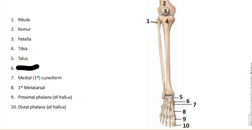 <p>What bone landmark is this within the <strong>Lower-Appendicular Skeleton? (Leg - Foot)</strong></p>