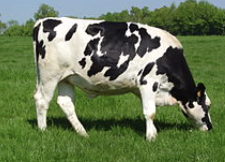 <p>Holstein</p>