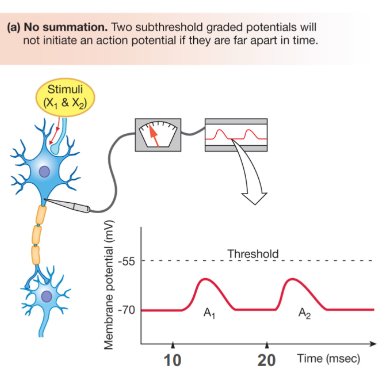 <p>What is temporal summation?</p>
