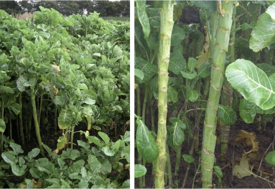 <p><strong>Plant family:</strong> Brassicaceae<br><strong>Life cycle:</strong> Biennial (grown as an annual)<br><strong>Key persistence/spread:</strong> Seed only<br><strong>Farming systems:</strong> Winter forage, especially for cattle</p><p><strong> How to identify</strong></p><p>It is a tall, upright forage brassica that does not form a bulb. Instead, feed comes from the leaves and upper stem.</p><p>Plants develop a thick, woody stem that can exceed one metre in height. Leaves are large, coarse, and cabbage‑like, emerging along the stem rather than from a ground‑level rosette.</p><p>Leaves are typically blue‑green and waxy, with thick veins and strong petioles. The stem becomes increasingly lignified as the plant matures.</p><p>It is easily distinguished from rape by its greater height, thicker stem, and winter feeding role. It is never confused with turnips or swedes due to the absence of a bulb.</p>