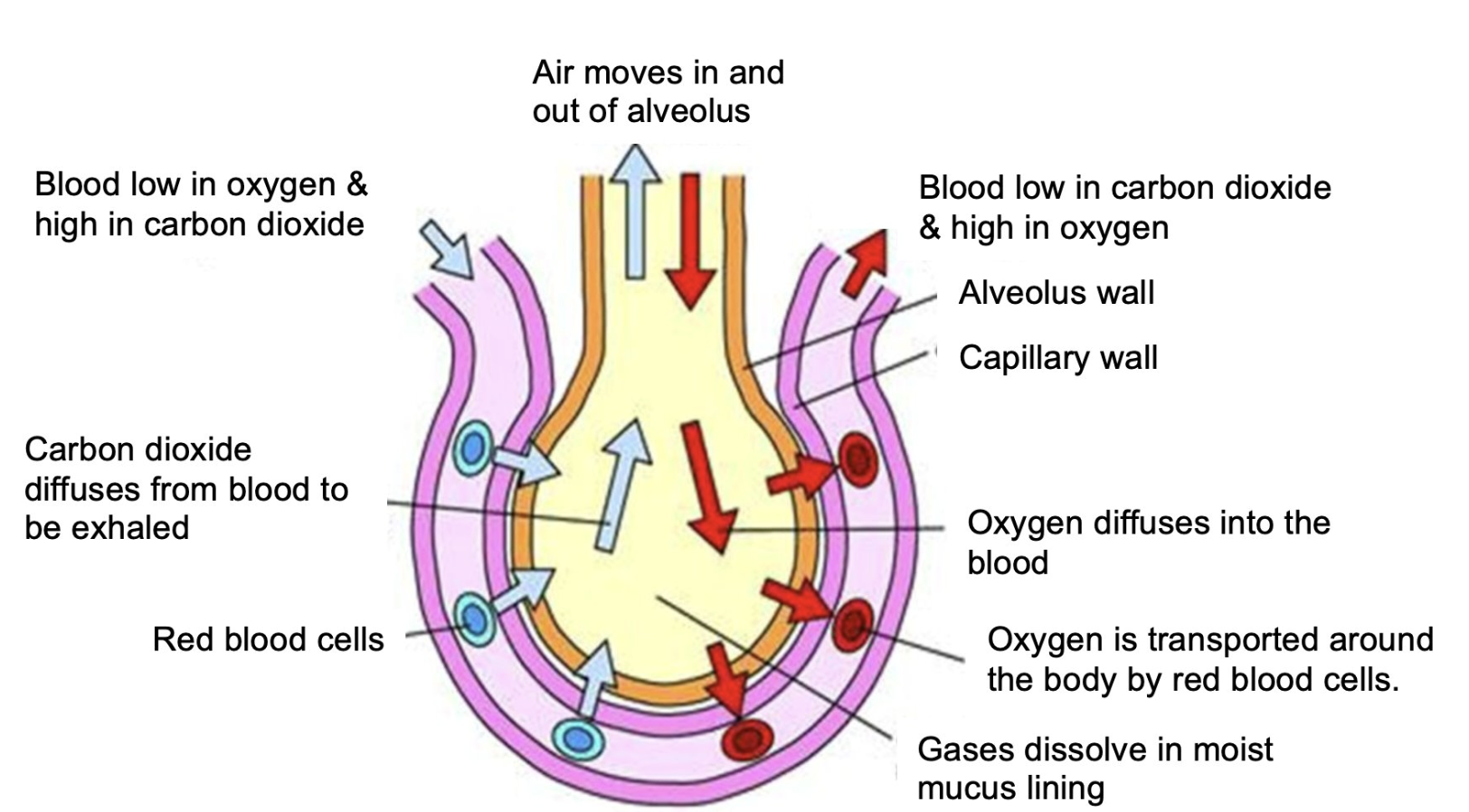 <p>O2 partical pressure is higher in alveoli than in blood → O2 diffuses into the blood</p><p>CO2 partial pressure is higher in blood than in alveoli → CO2 diffuses into the alveoli</p>