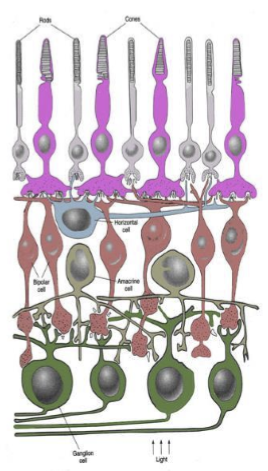 <p>Unlike typical neurons with distinct postâsynaptic dendrites and preâsynaptic axon terminals, horizontal cells:</p><ul><li><p>Have neurites that are postâsynaptic to photoreceptors</p></li><li><p>Lack a classic axon</p></li><li><p>Their neurites also behave functionally like preâsynaptic terminals, feeding back onto photoreceptors</p></li></ul><p></p>