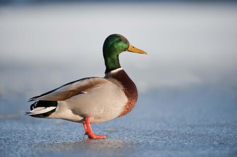 <p>identify</p>