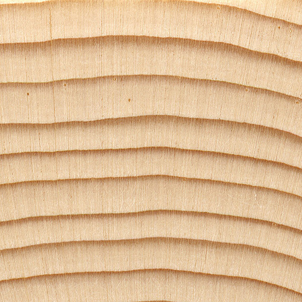 <p>Spruce (Black spruce)</p>