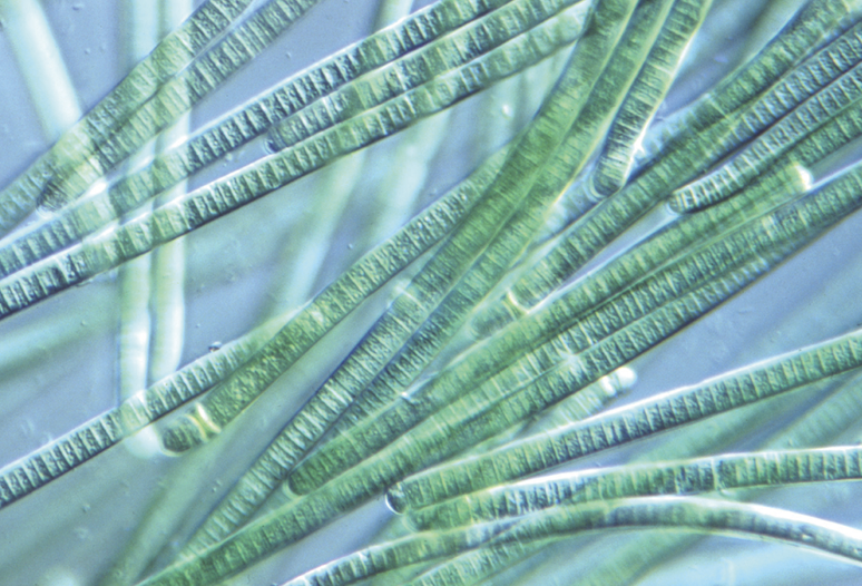 <ul><li><p><span>have chlorophyll and other pigments</span></p></li><li><p><span>some are photosynthetic</span></p></li><li><p><span>Some capable of nitrogen fixation and carbon fixation</span></p></li><li><p><span>Some symbiotic (<em>lichens</em>)<em> </em>with fungi</span></p></li></ul><p></p>