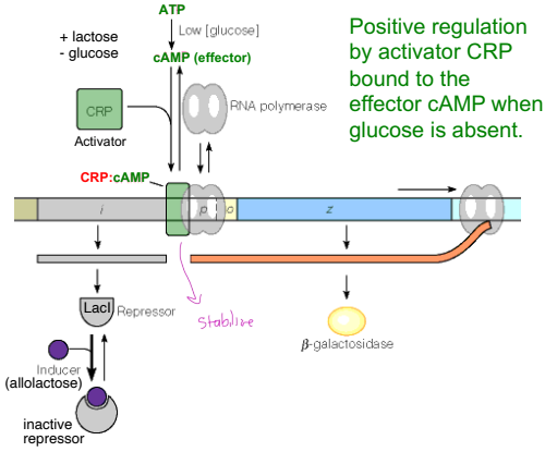 <ul><li><p>Expression of the <em>lac</em> operon is <strong>activated when glucose is absent</strong></p></li><li><p>The cell produces high levels of <strong>cAMP</strong>, which binds to <strong>CRP</strong> (cAMP receptor protein) to form an active <strong>cAMP-CRP complex</strong>. This complex binds to the promoter site and helps <strong>RNA polymerase</strong> bind efficiently to transcribe the lactose-metabolizing genes</p></li><li><p><strong>CRP</strong> IS A  <strong>positive regulator</strong></p></li><li><p>When glucose is <strong>low</strong>, <strong>cAMP levels rise</strong> (cAMP = effector)</p></li><li><p><strong>cAMP binds CRP</strong>, causing a <strong>conformational change</strong> that increases CRP's <strong>affinity for the <em>lac</em> promoter</strong></p></li><li><p><strong>CRP-cAMP binds directly to the <em>lac</em> promoter</strong>, which:</p><ul><li><p><strong>Stimulates transcription</strong> by binding directly to RNA polymerase</p></li><li><p><strong>Distorts the DNA</strong>, which may help RNA polymerase bind more effectively</p></li></ul></li></ul><p></p>