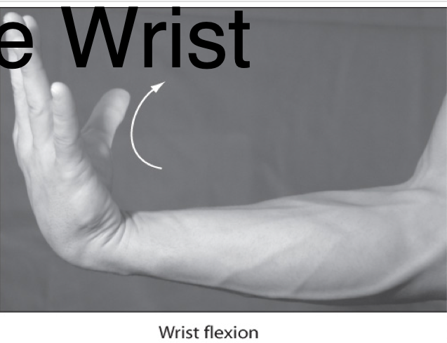 <p>Movement of the palm anteriorly </p>