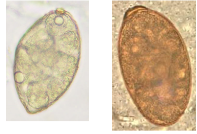 <p>Salmon&nbsp;Poisoning&nbsp;Fluke</p><p>Dogs,&nbsp;cats,&nbsp;fish&nbsp;eating&nbsp;mammals&nbsp;(bear,&nbsp;raccoon,&nbsp; mink,&nbsp;etc.&nbsp;)</p>
