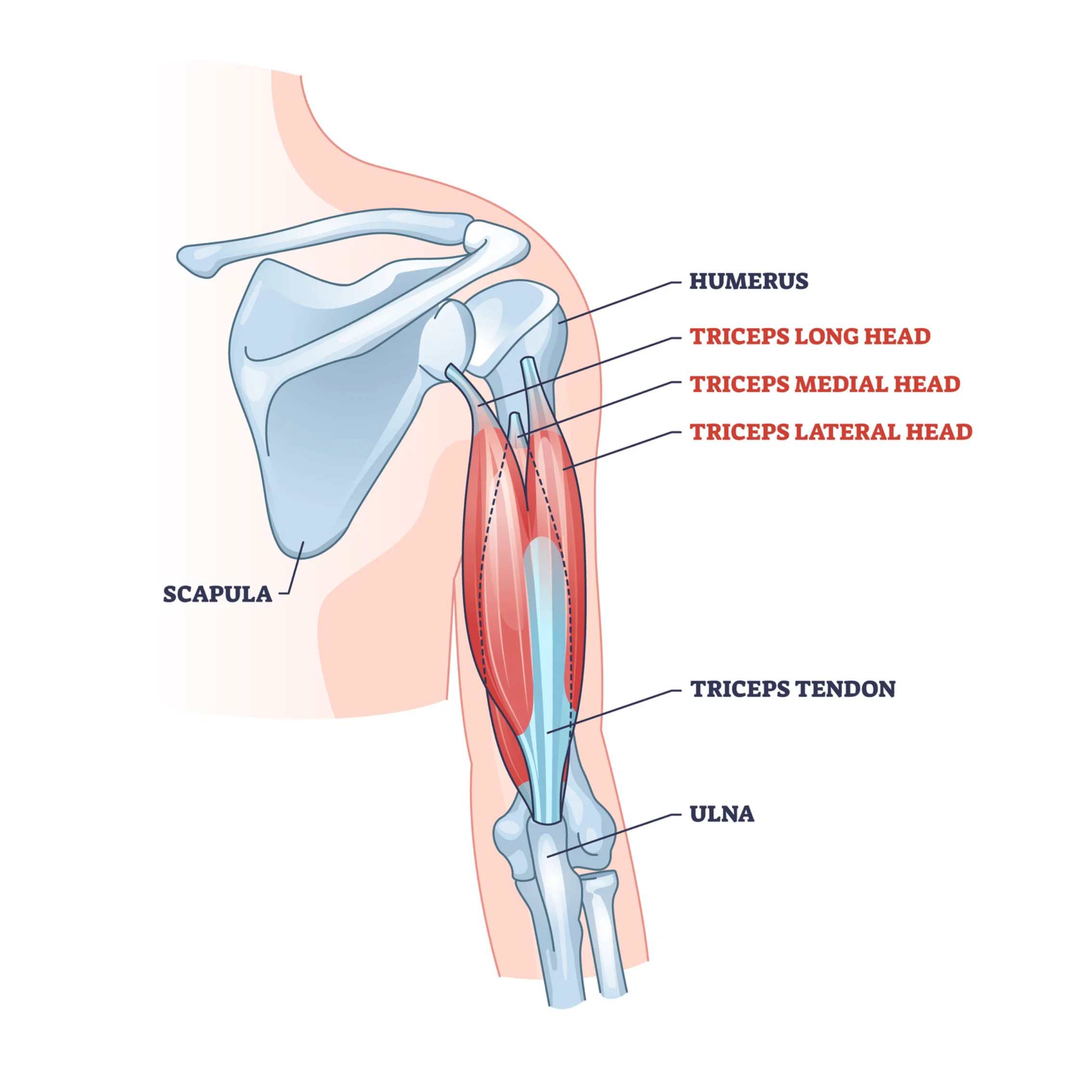<ul><li><p>function:</p></li></ul><p>- <span style="color: red;">primary</span> extensor of forearm</p><p>- adducts arm at the glenohumeral joint</p><p></p><ul><li><p>innervation: Radial Nerve (C5-C7 fibers)</p></li></ul><p></p>