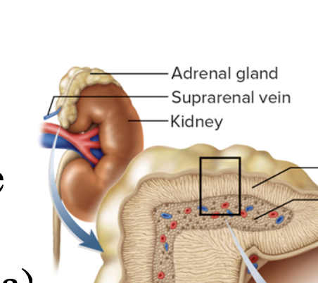 <p>superior of kdineys</p>
