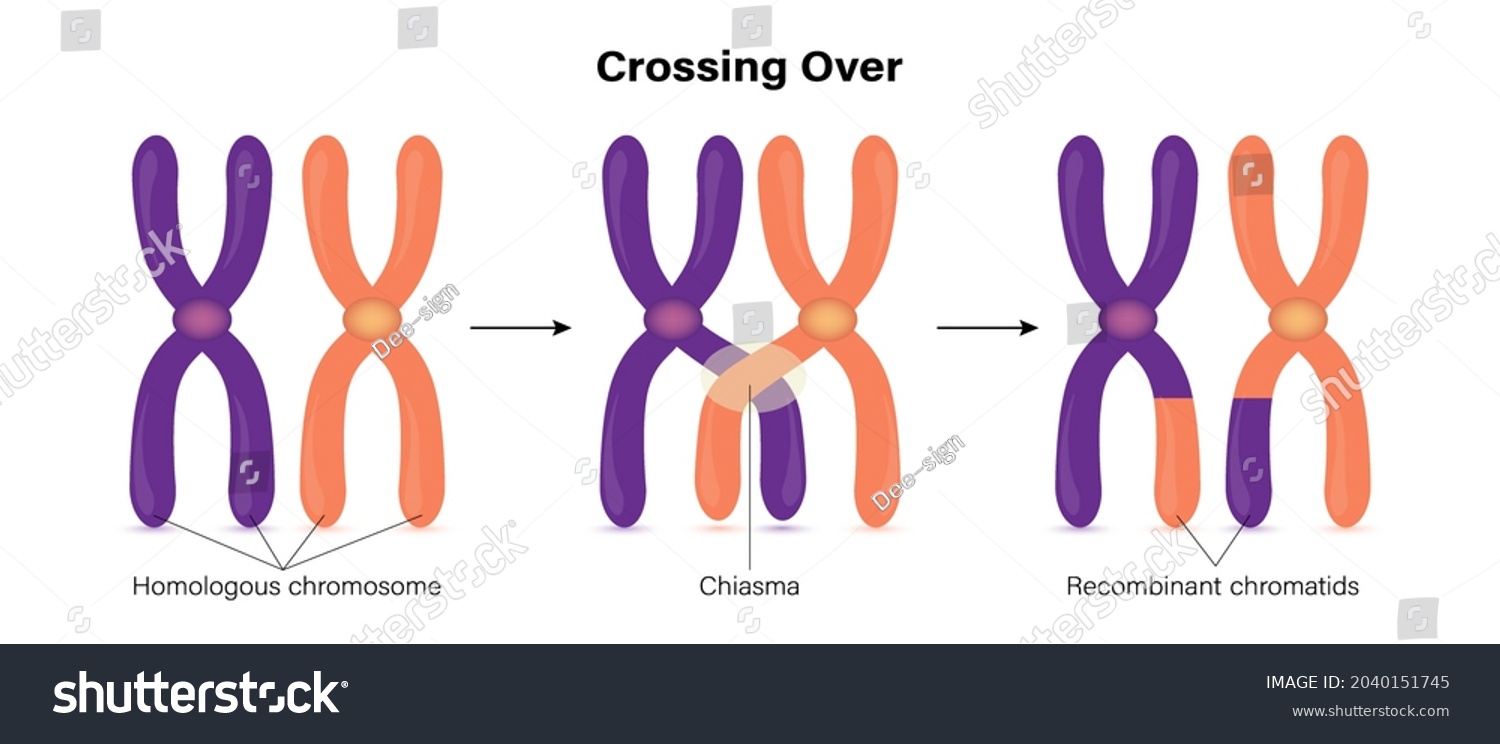 <p>Part of meiosis where two lined up chromosomes exchange information</p><p><u>This is reason for variety</u></p>