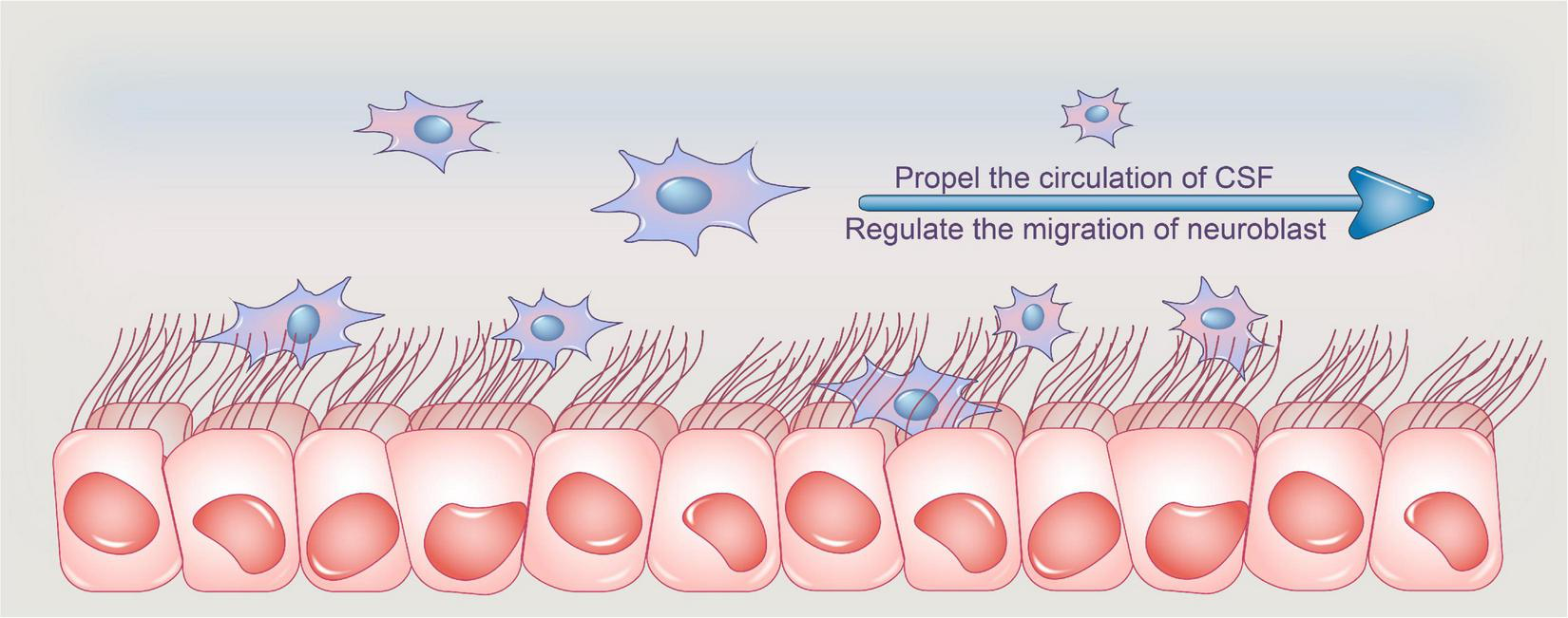 <ul><li><p>ependymal cells </p></li></ul><p></p>