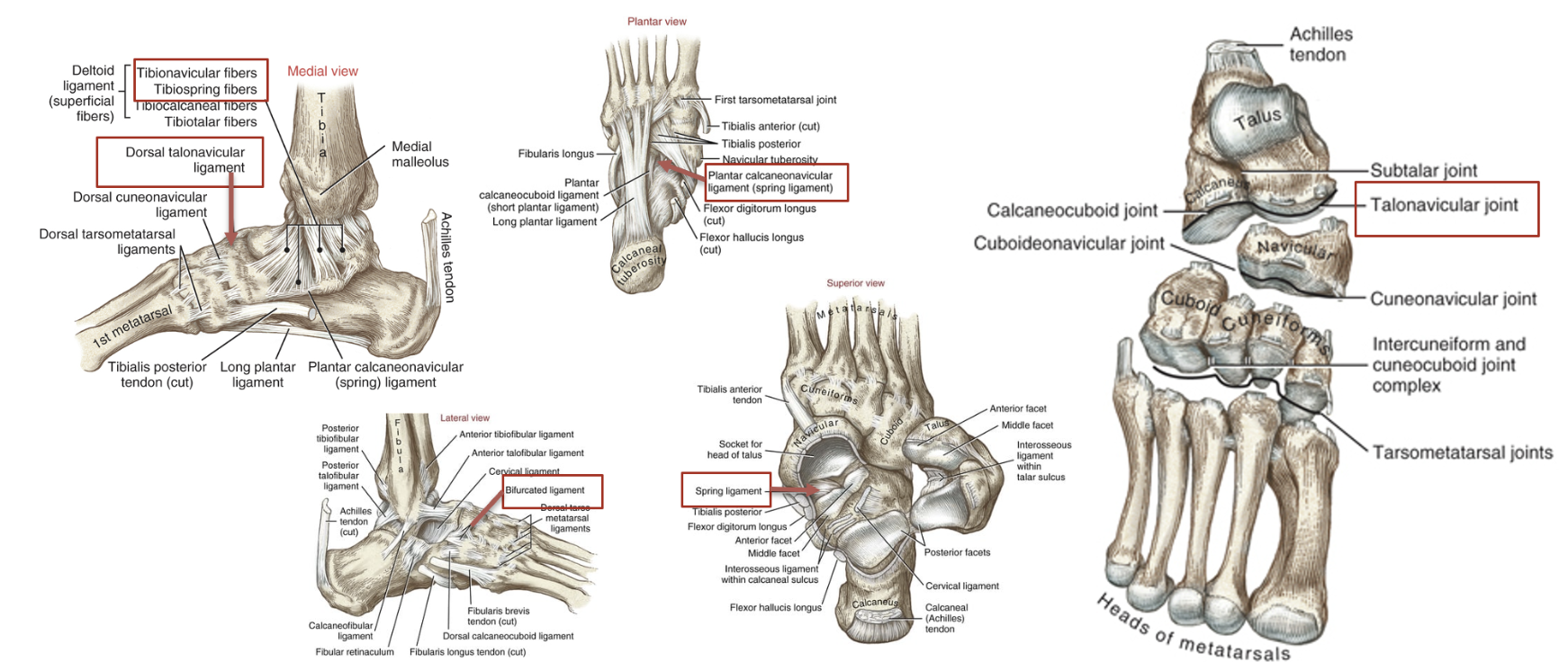 <p>the talonavicular ligaments- consisting of the spring, dorsal talonavicular, the tibionavicular, and tibiosping fibers of the deltoid ligament, and the bifurcated (calcaneonavicular fibers)</p>