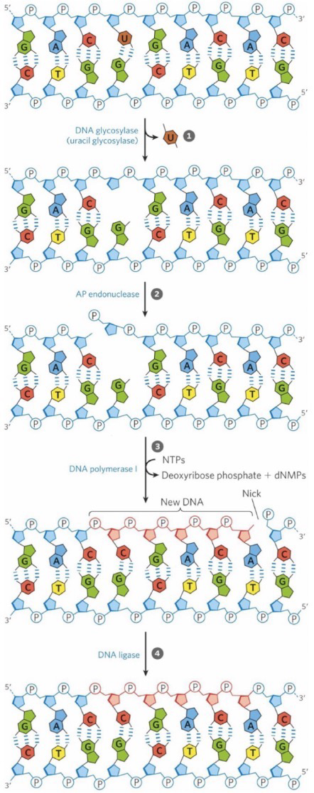<p><strong>Base excision repair (BER)</strong>: Repairs mismatches due to damaged bases, depurination, and single-strand breaks in DNA</p><p><strong>DNA glycosylase </strong>cleaves glycosidic bond making an <strong>abasic site </strong>(AP site); Or the site is already abasic due to depurination; Eukaryotes have many DNA glycosylases, including uracil-, 8-oxoguanine, and thymine-DNA glycosylases</p><p><strong>AP endonuclease</strong> initiates repair of abasic sites by making a single strand break in DNA at the abasic site</p><p><strong>DNA Pol I </strong>has both the 5’ → 3’ exonuclease and the DNA synthesis activities; DNA Pol I is a high-fidelity polymerase; In Eukaryotes DNA Pol β serves this purpose</p><p><strong>DNA ligase</strong> seals the nick</p>