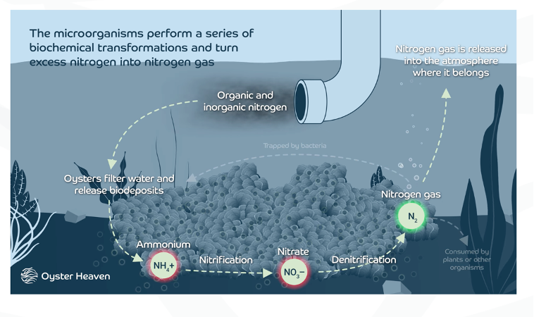 <p>Eutrophication:</p>
