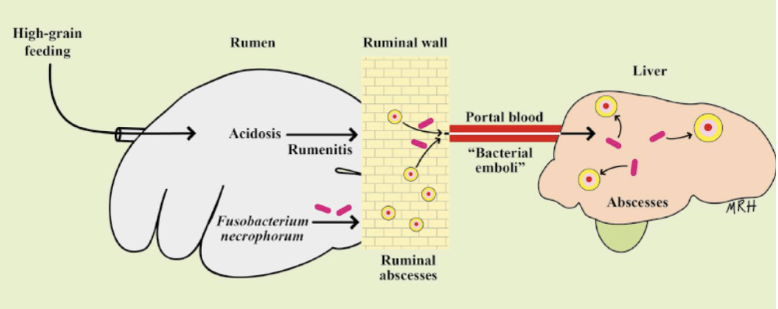 <ul><li><p>Normally in upper digestive and respiratory tract</p></li><li><p>Lactate is major sugar substrate</p></li><li><p>Going from roughage to high grain diets (grain overload) → increase in lactate → acidosis → rumenitis → more pathogen</p></li><li><p>Injury at site of infection (ex. liver)</p></li><li><p>LPS and Leukotoxins (neutrophils, macrophages, hepatocytes and rumen epithelial cells) for penetration and colonization</p></li><li><p>Invade hepatic portal system → got liver</p></li></ul><p></p>