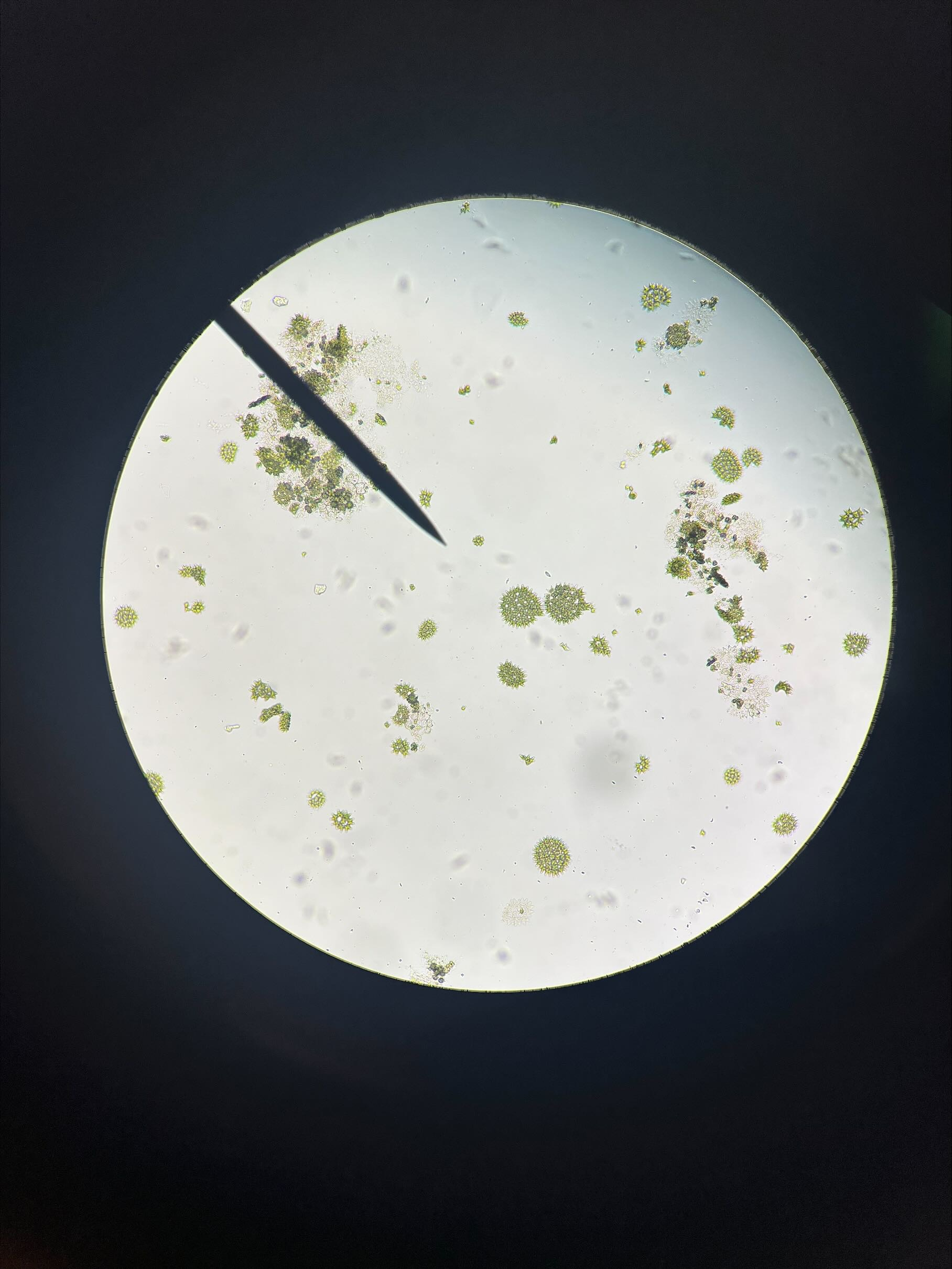 <p>domain eukarya</p><p>kingdom protista</p><p>class chlorophyceae</p><ul><li><p>zygotic</p></li><li><p>colonial</p></li></ul><p></p>