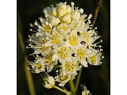 <p>Toxicoscordion venenosum</p>